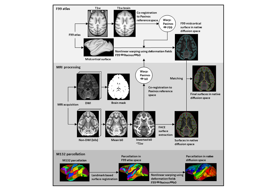 Figure 1 illustrates the pre-processing pipeline to align tracer data, diffusion MRI data and surfaces. The figure is from Ambrosen et al. 2020, NeuroImage
