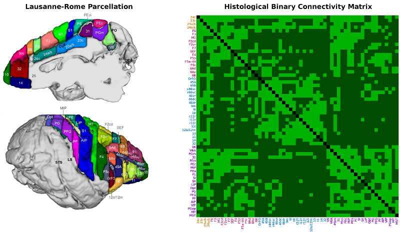 Figure 1 illustrates the 59-areas cortical parcellation (left) and the corresponding binary connectivity obtained from the histological connectivity literature (right).